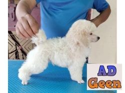 Quality Poodle Puppies Available 9891116714